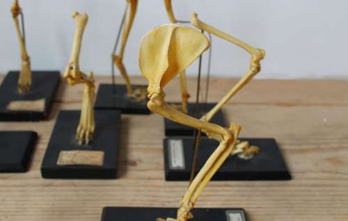 Collection of Skeletal Legs